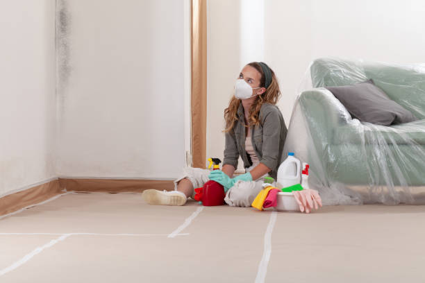 Reliable Black Mold Remediation contractor in Boykins, VA by 24 Hour Mold Removal