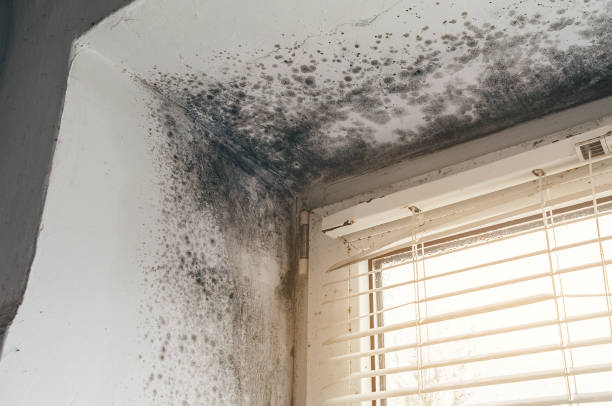 Affordable Black Mold Remediation solutions in Boykins, VA